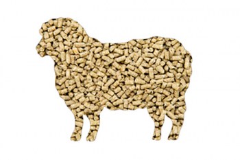 sheepka